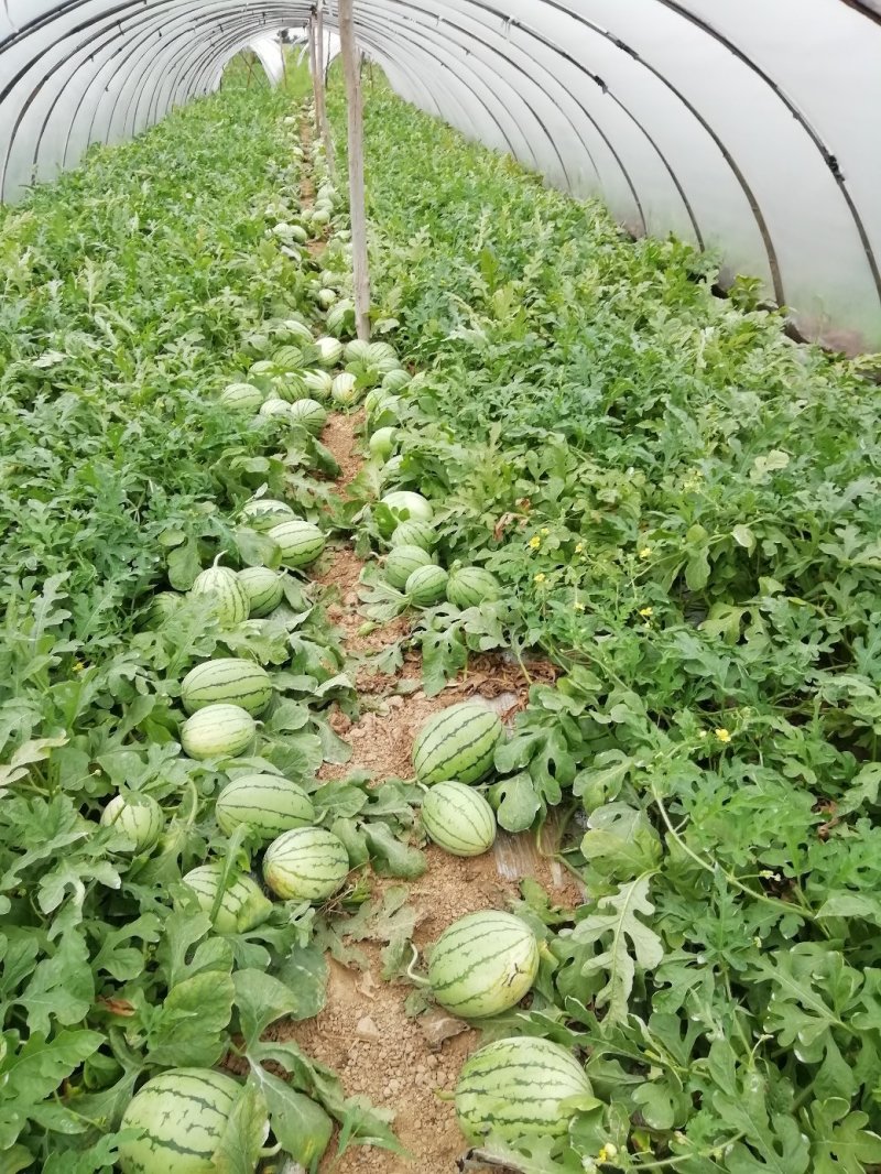 早春红玉🍉