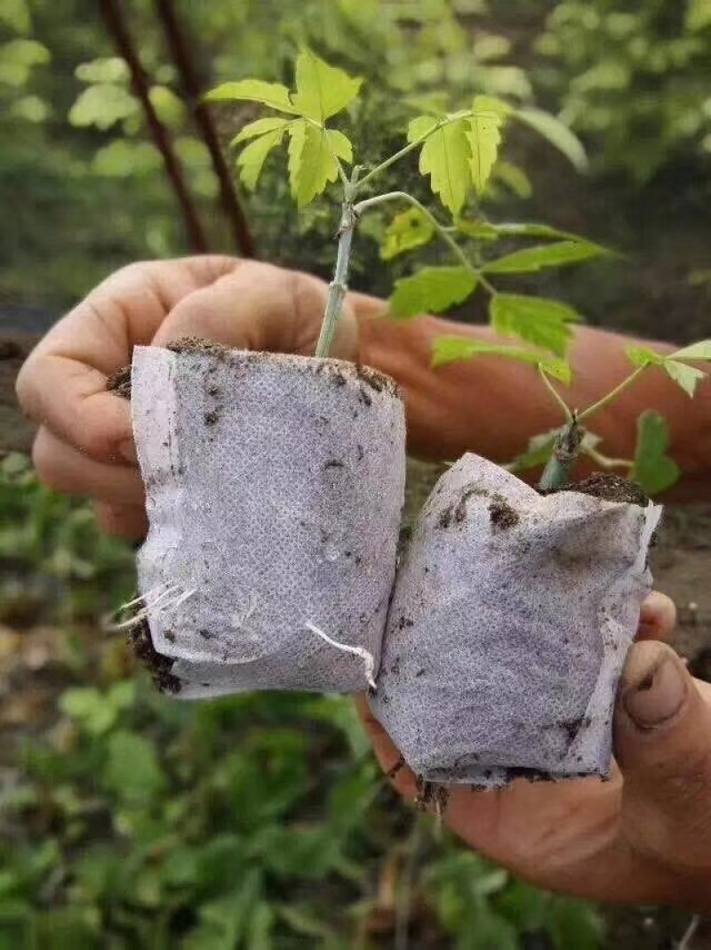 可降解无纺布育苗袋可定制