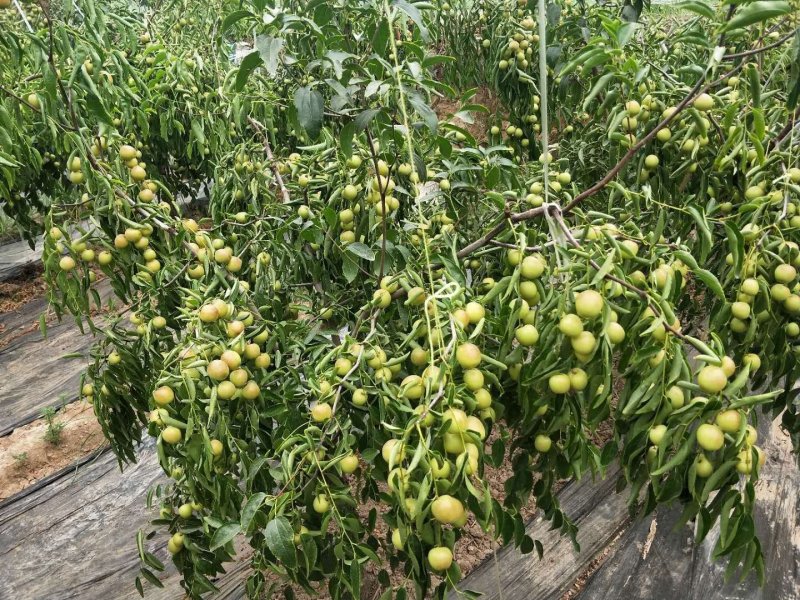 陕西大荔冬枣新鲜当季电商一件社区团购产地直供