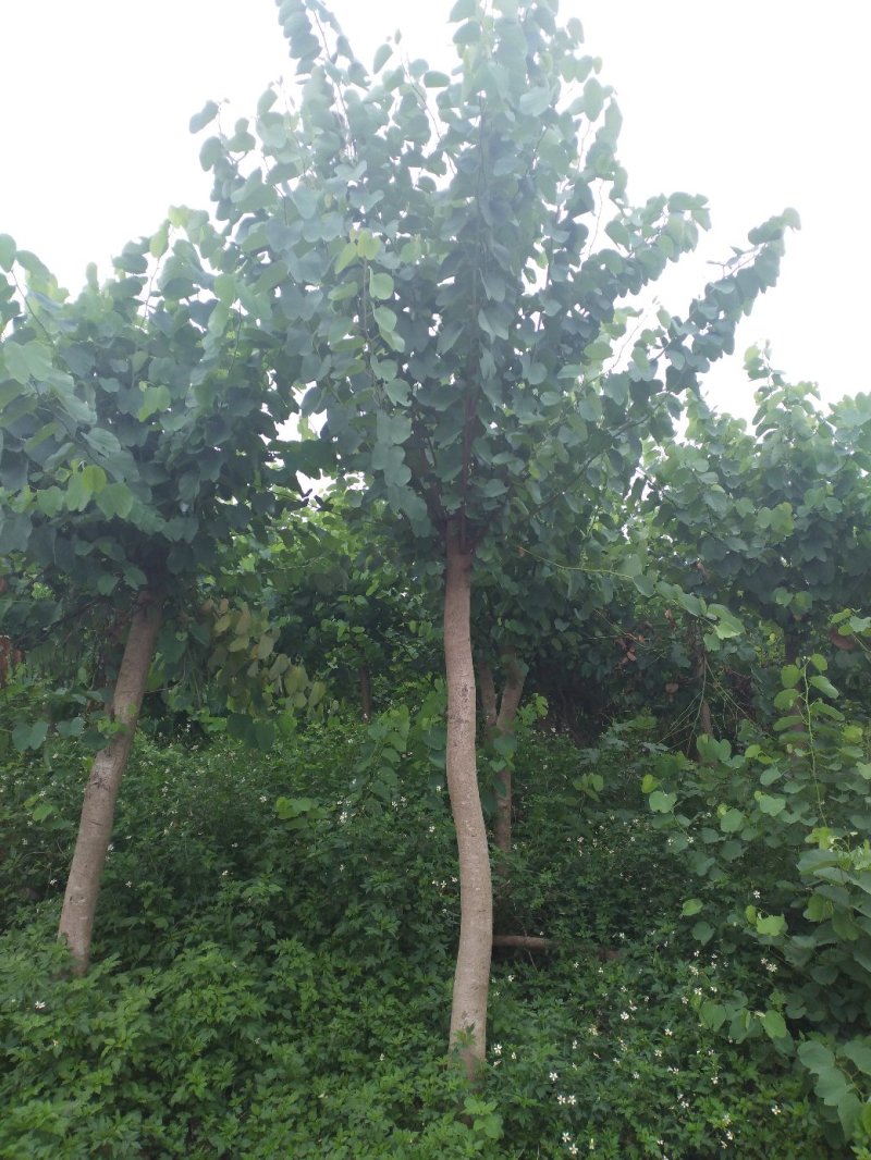 宫粉紫荆