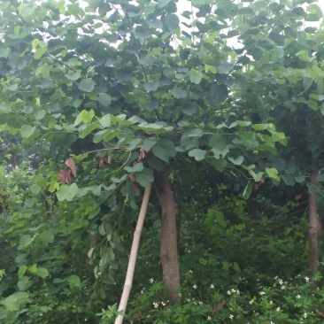 宫粉紫荆