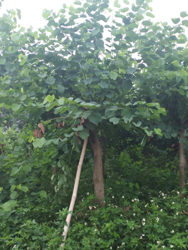 宫粉紫荆