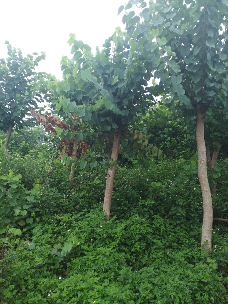 宫粉紫荆