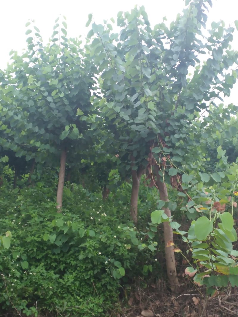 宫粉紫荆