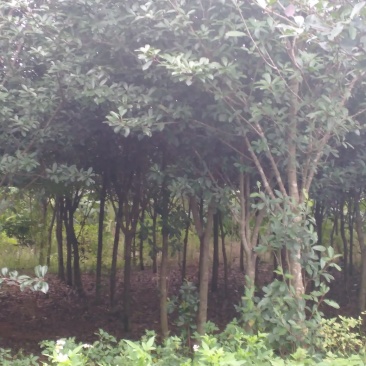 红叶石楠