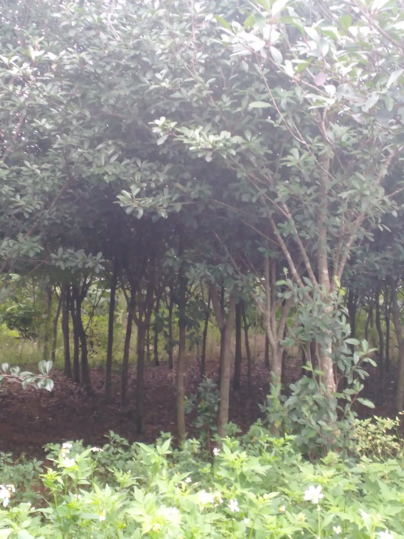 红叶石楠