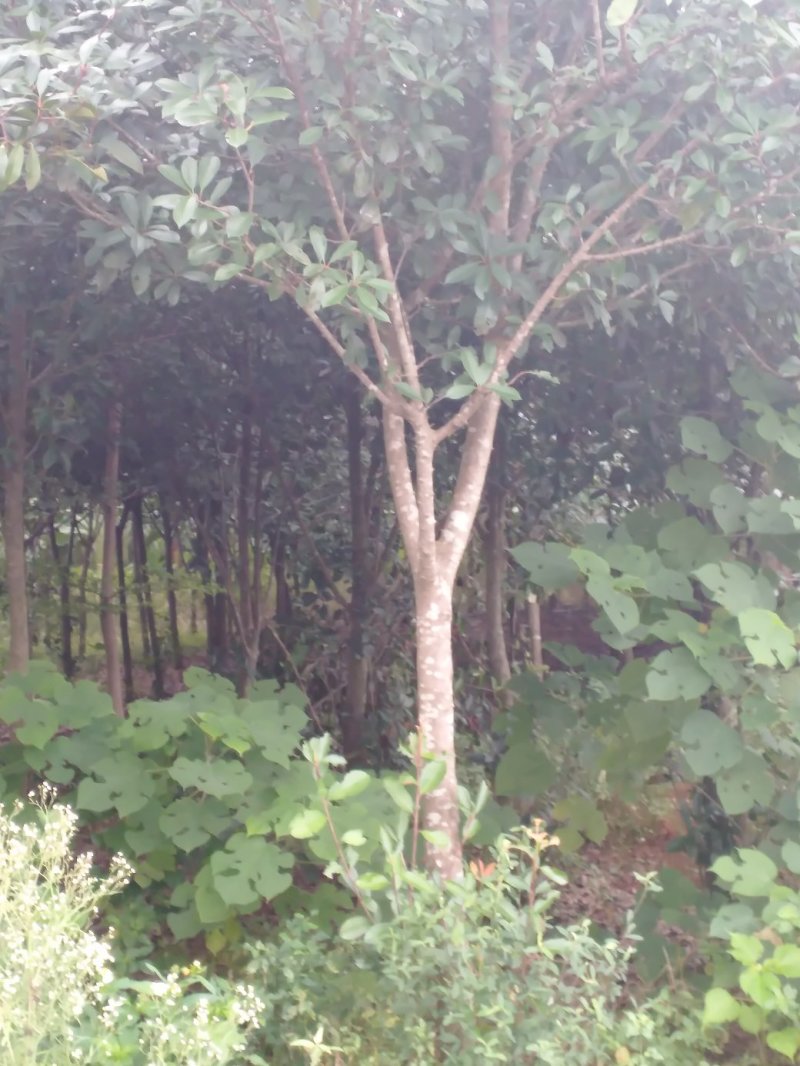 红叶石楠