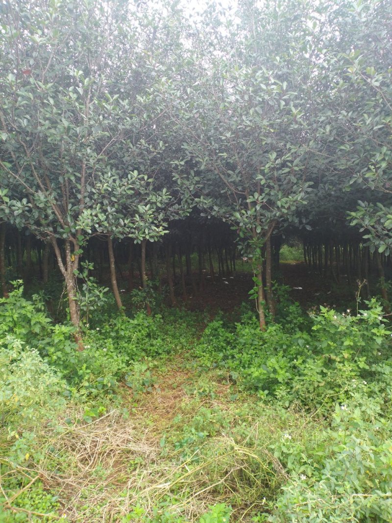 红叶石楠