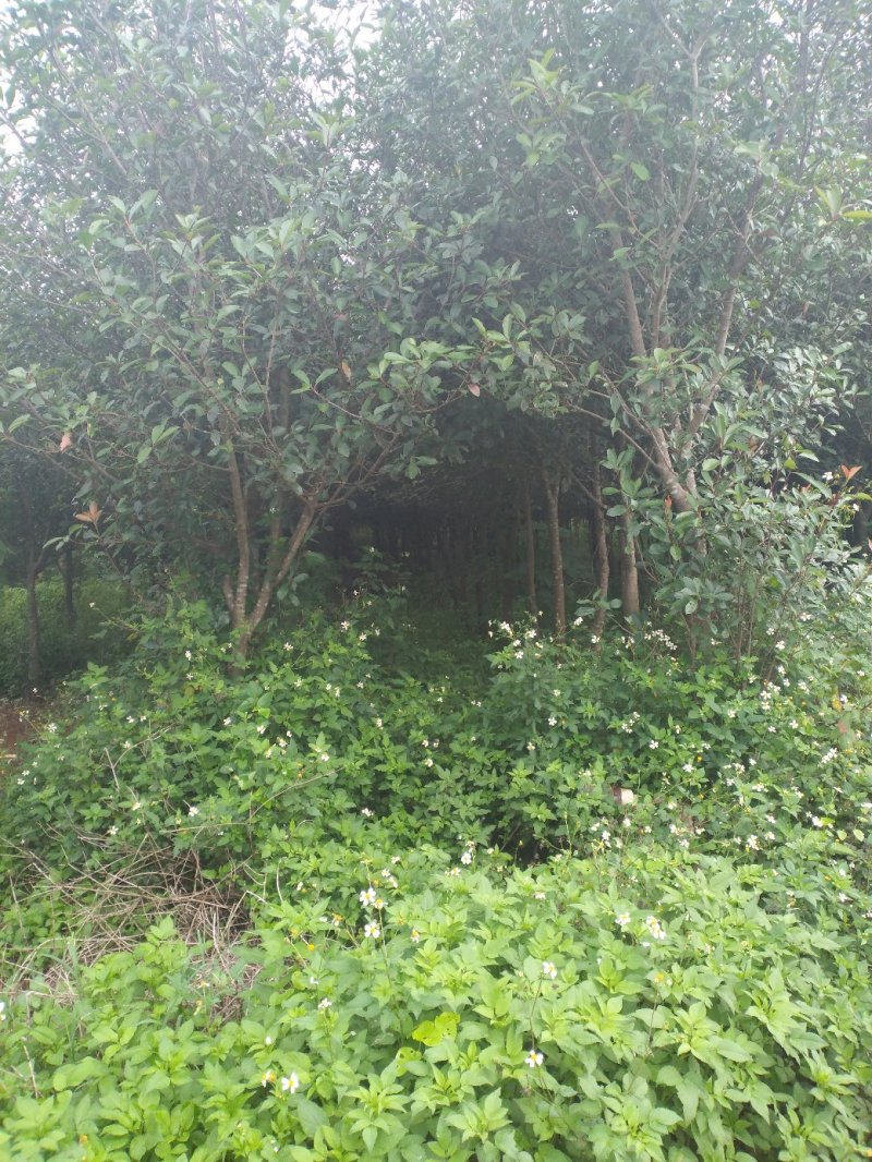红叶石楠