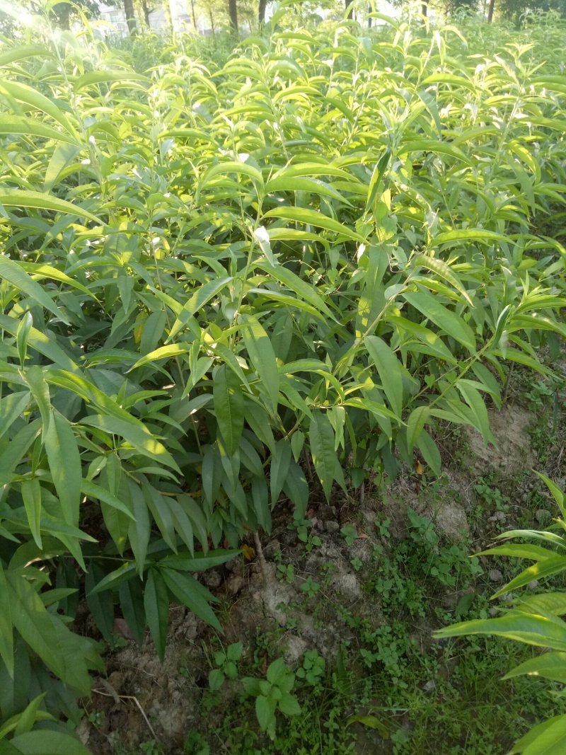 黄桃苗炎陵锦绣黄桃苗早熟锦香黄桃苗奈李苗