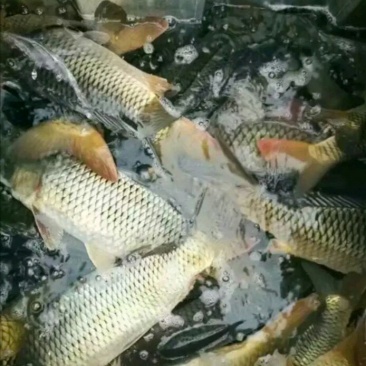 鲤鱼批发垂钓