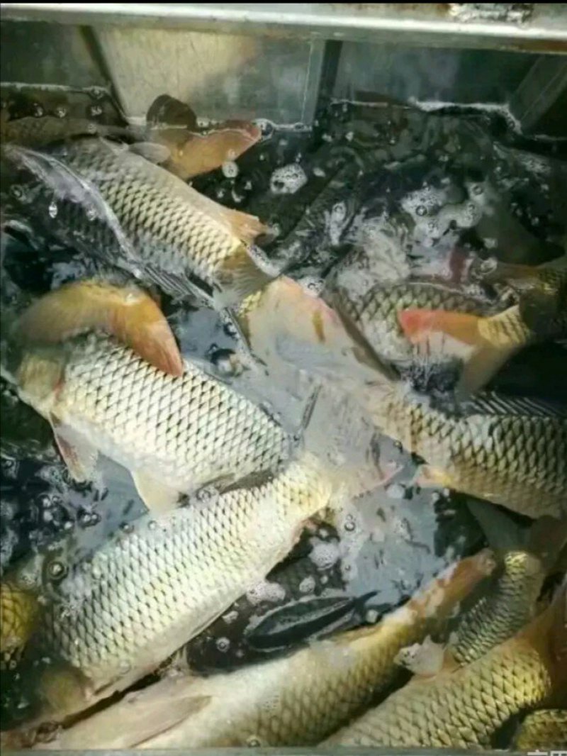鲤鱼批发垂钓