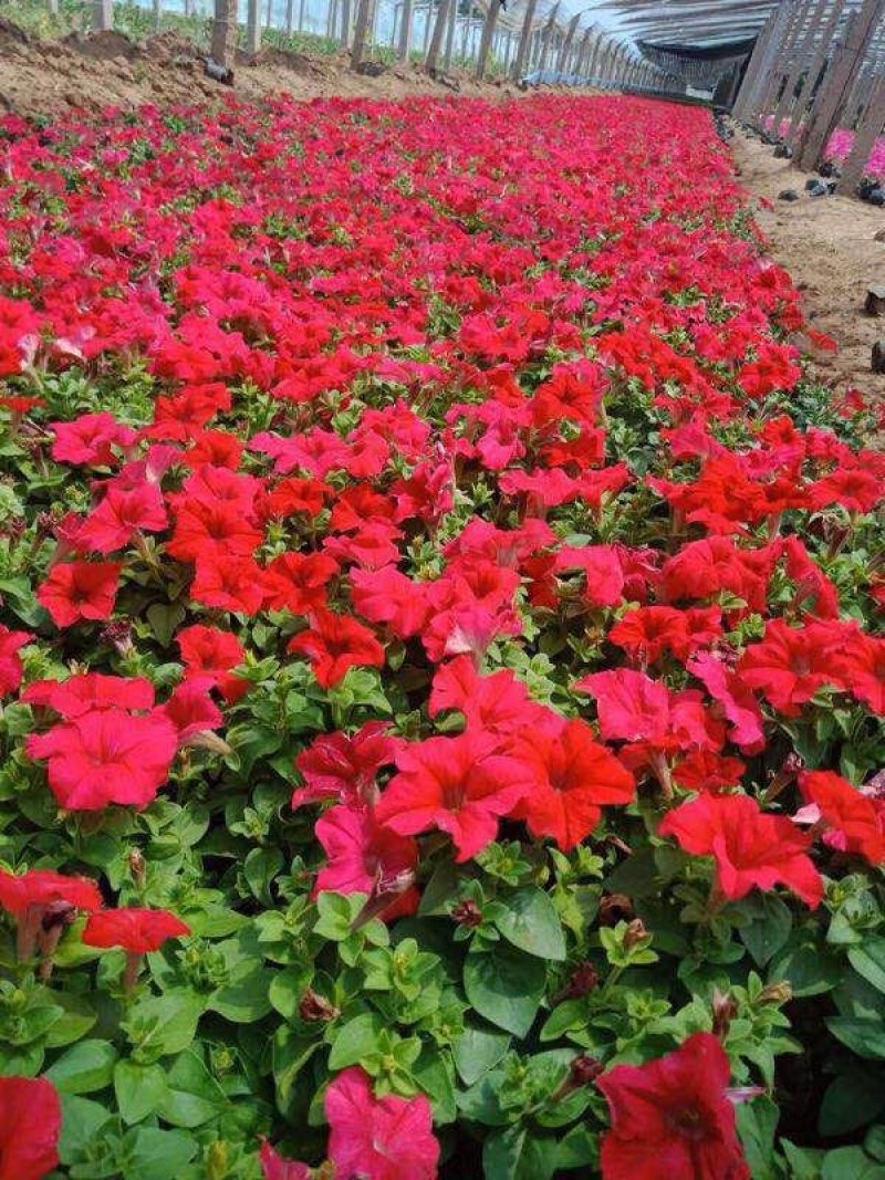 牵牛花（喇叭花），花色多，花开艳丽，易成活