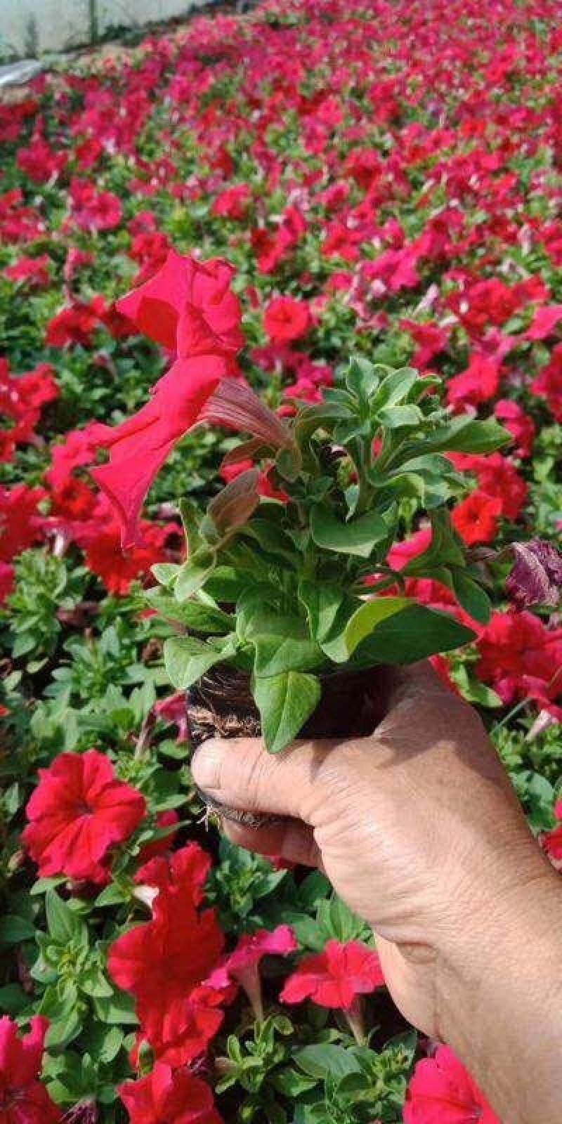牵牛花（喇叭花），花色多，花开艳丽，易成活