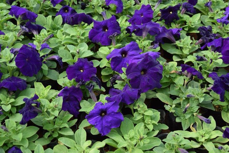 牵牛花（喇叭花），花色多，花开艳丽，易成活