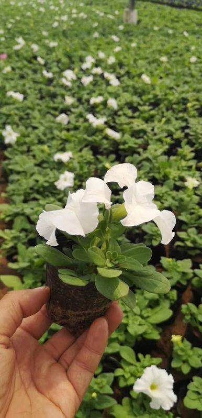 牵牛花（喇叭花），花色多，花开艳丽，易成活