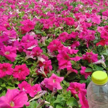 牵牛花（喇叭花），花色多，花开艳丽，易成活