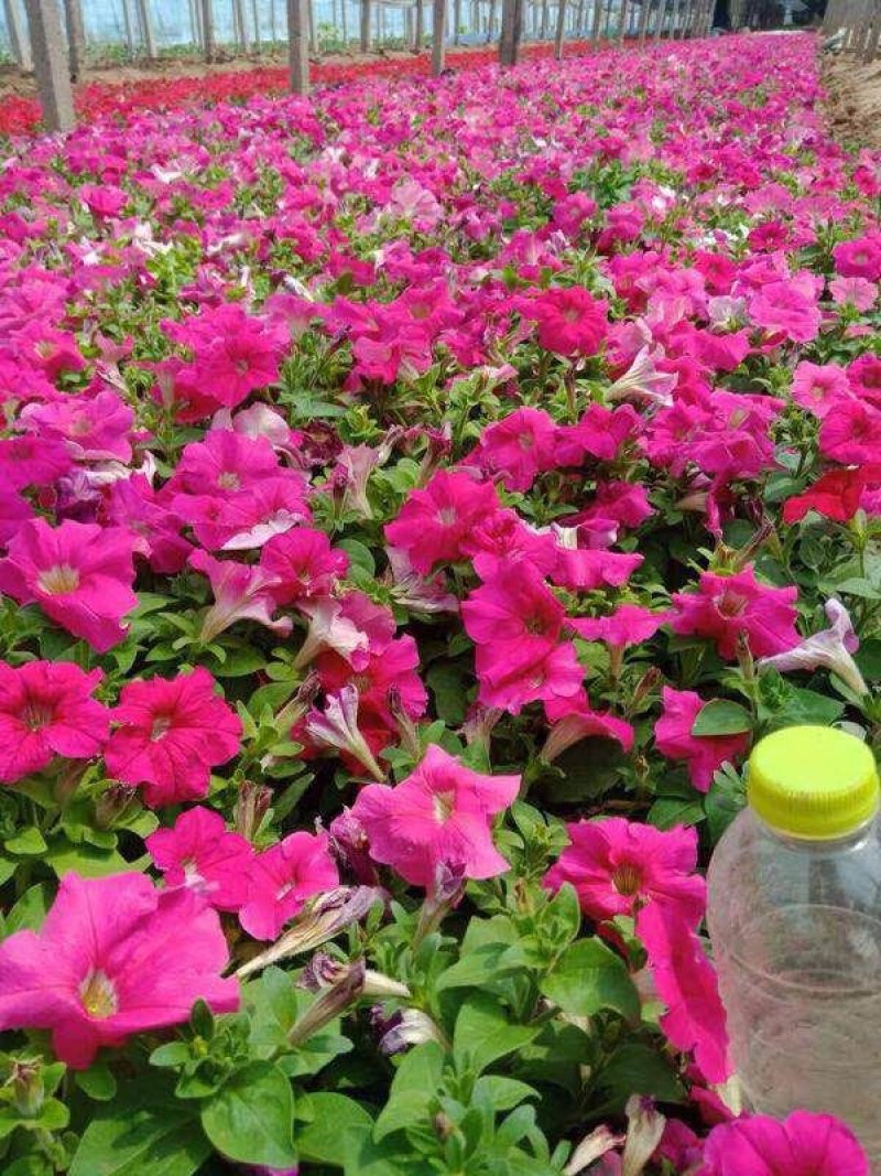 牵牛花（喇叭花），花色多，花开艳丽，易成活