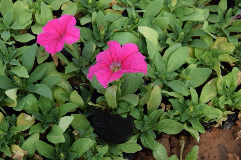 牵牛花（喇叭花），花色多，花开艳丽，易成活