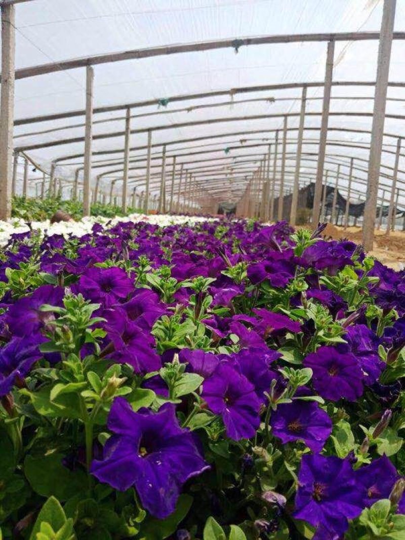 牵牛花（喇叭花），花色多，花开艳丽，易成活