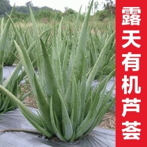 库拉索芦荟，可美容，可食用，外带吸甲醛芦荟