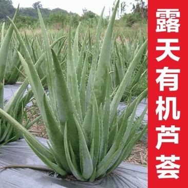 库拉索芦荟，可美容，可食用，外带吸甲醛芦荟