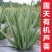 库拉索芦荟，可美容，可食用，外带吸甲醛芦荟