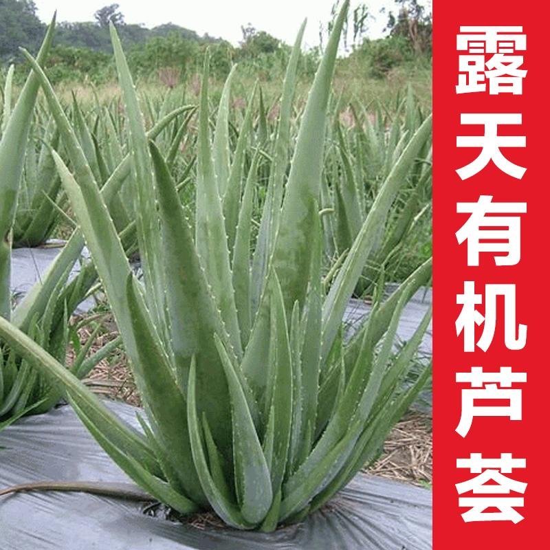 库拉索芦荟，可美容，可食用，外带吸甲醛芦荟