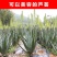 库拉索芦荟，可美容，可食用，外带吸甲醛芦荟