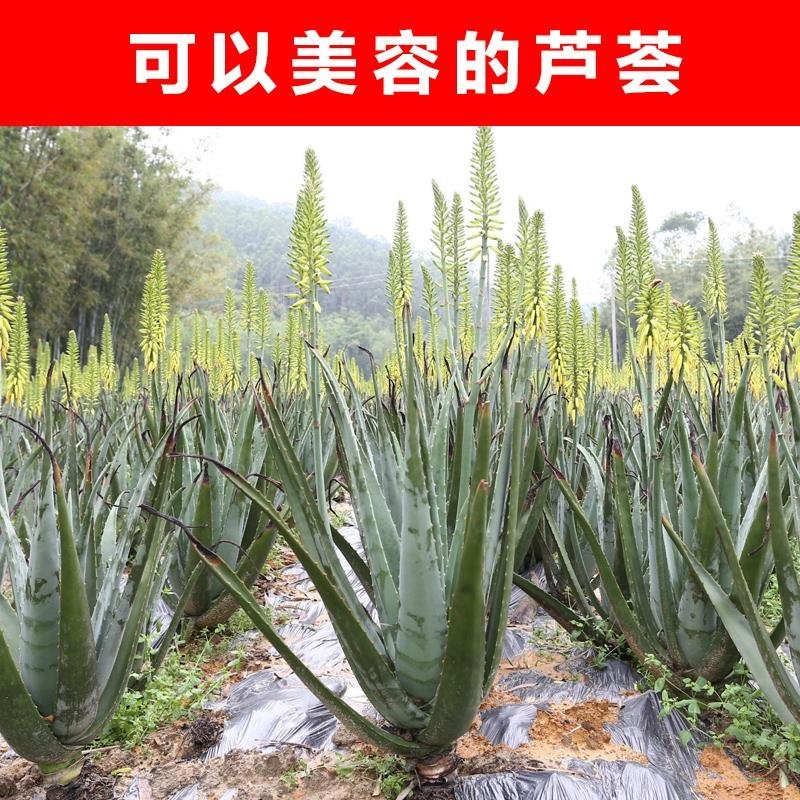 库拉索芦荟，可美容，可食用，外带吸甲醛芦荟