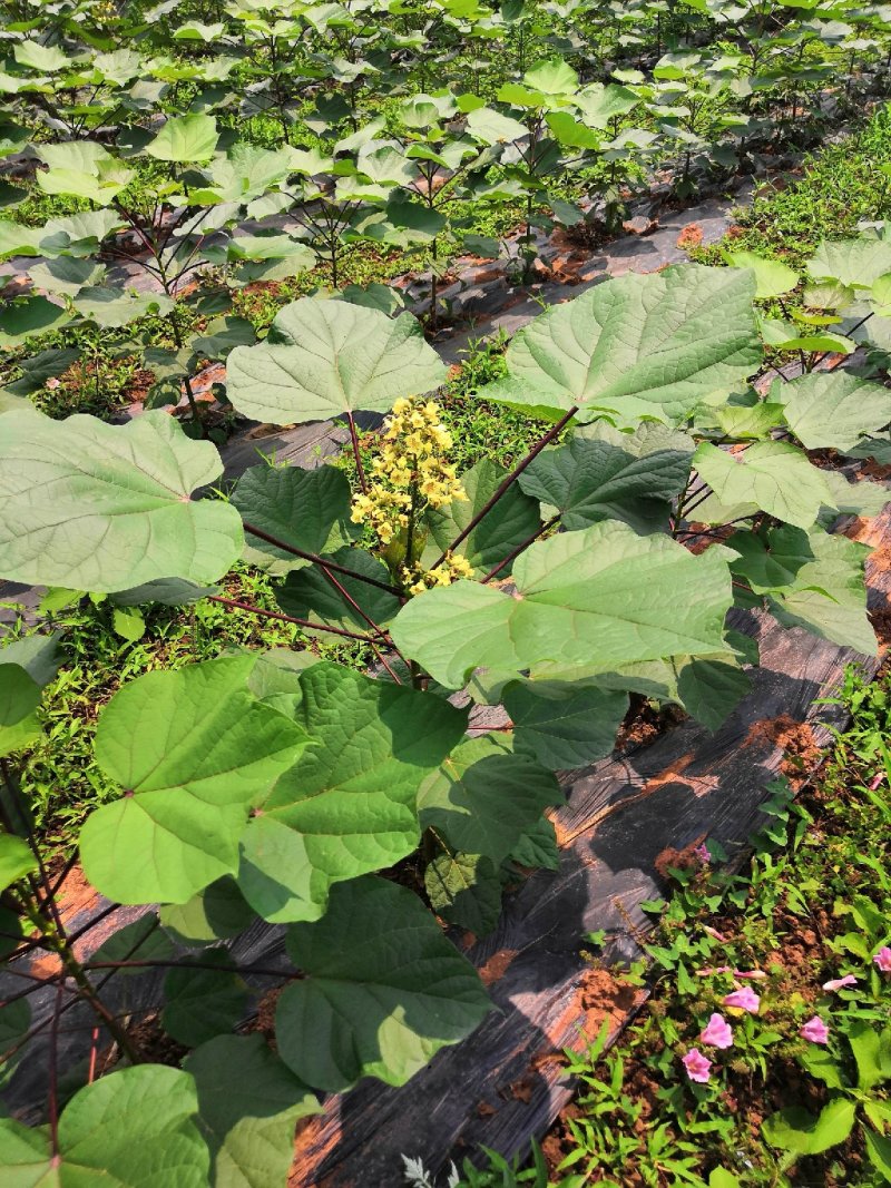 黄金树！又名无患子！