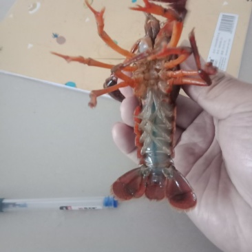 爆头小龙虾，质量杠杠的，