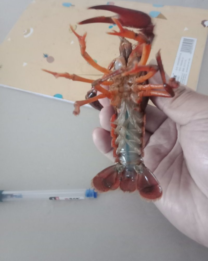 爆头小龙虾，质量杠杠的，