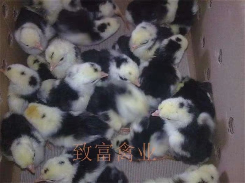 贵妃鸡苗贵妃鸡脱温苗厂家直销疫苗齐全