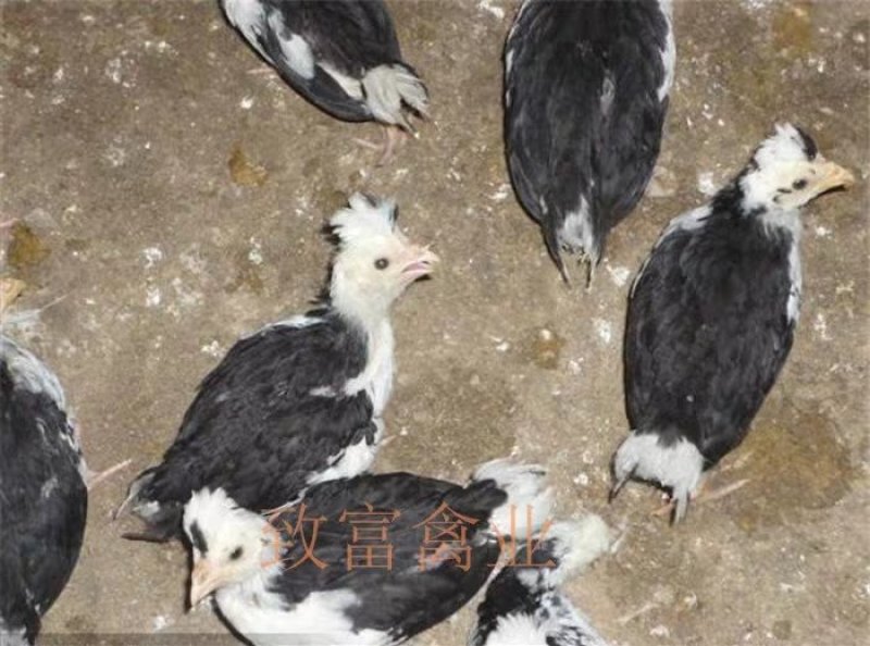 贵妃鸡苗贵妃鸡脱温苗厂家直销疫苗齐全