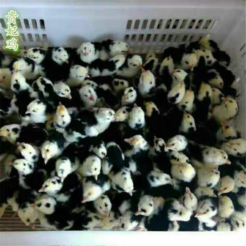 贵妃鸡苗贵妃鸡脱温苗厂家直销疫苗齐全