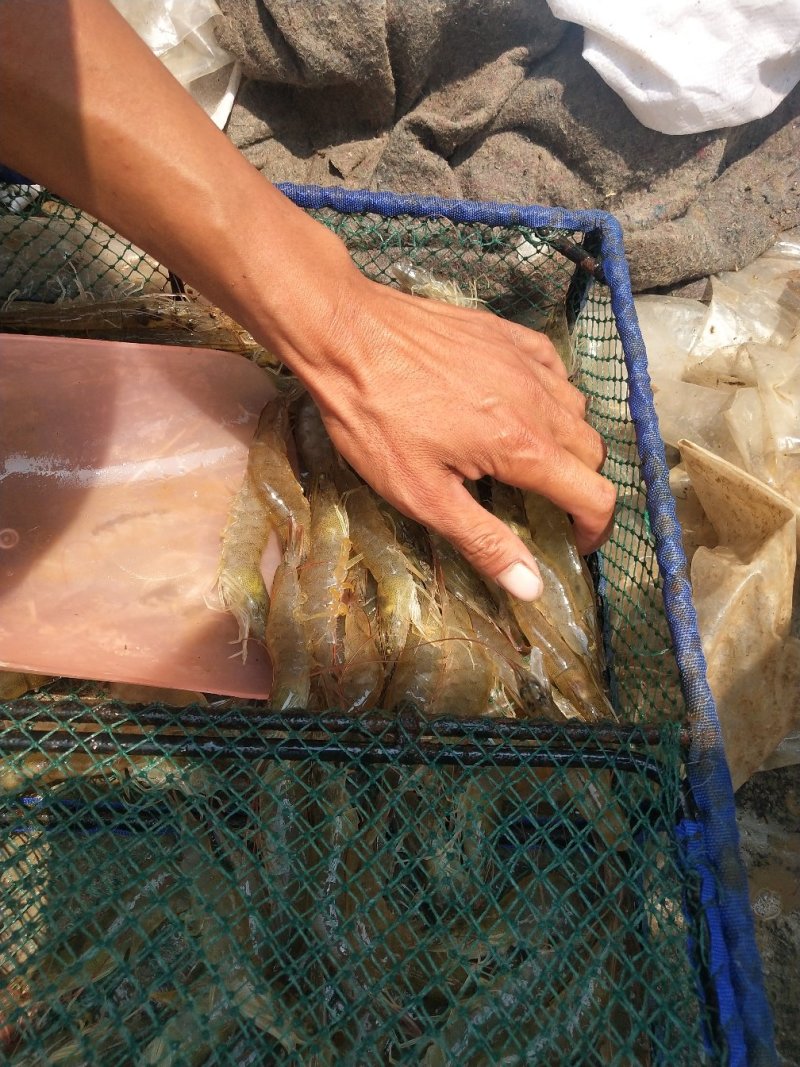微山湖对虾开始上货