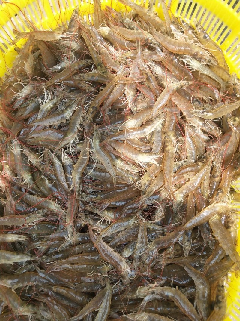 微山湖对虾开始上货