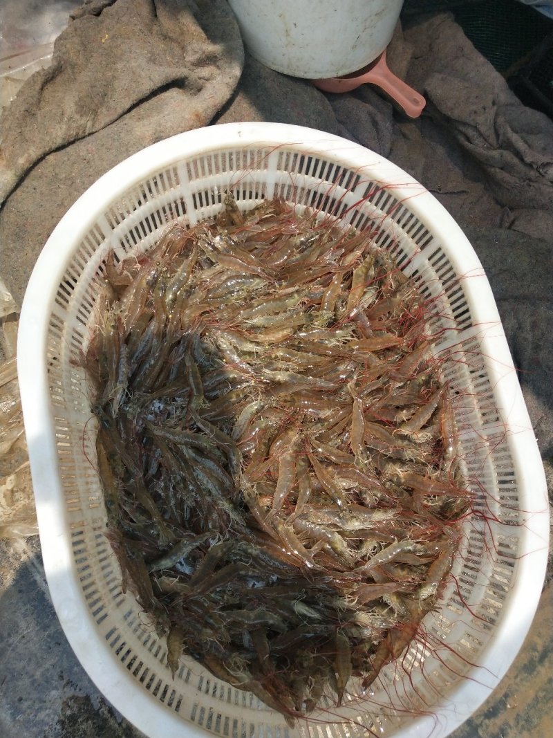 微山湖对虾开始上货