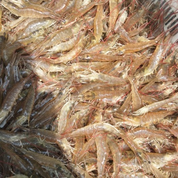 微山湖对虾开始上货