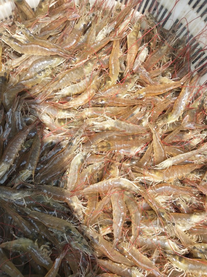 微山湖对虾开始上货
