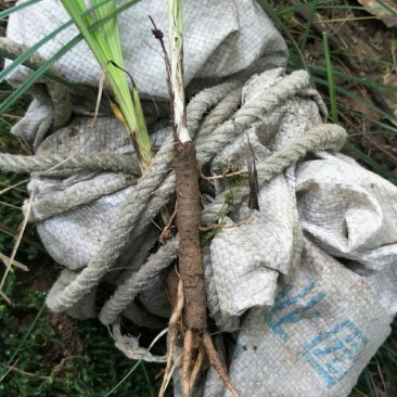 野生仙茅