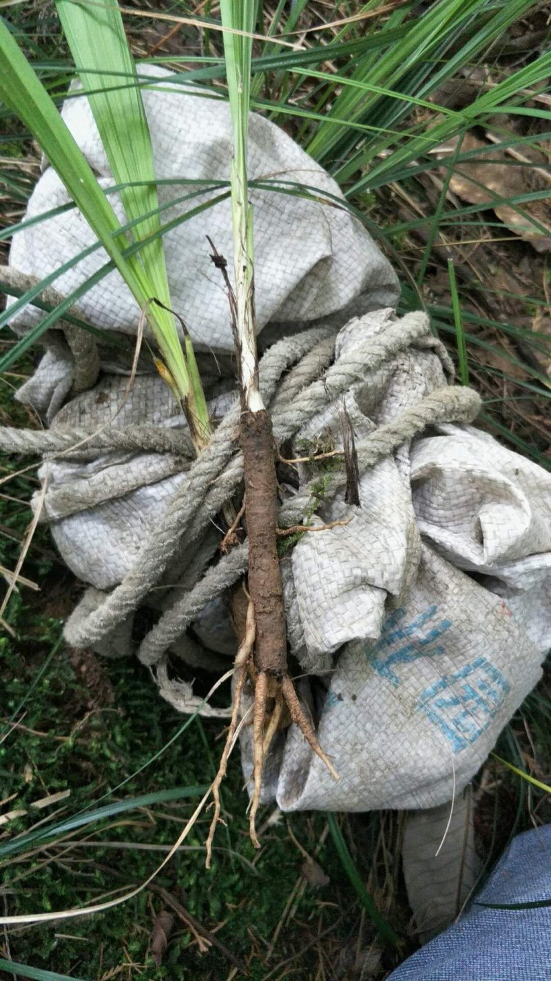 野生仙茅