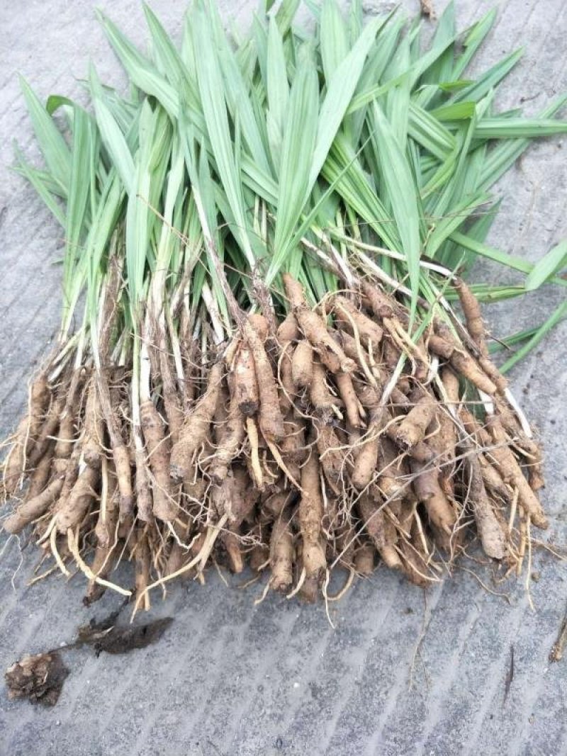 野生仙茅