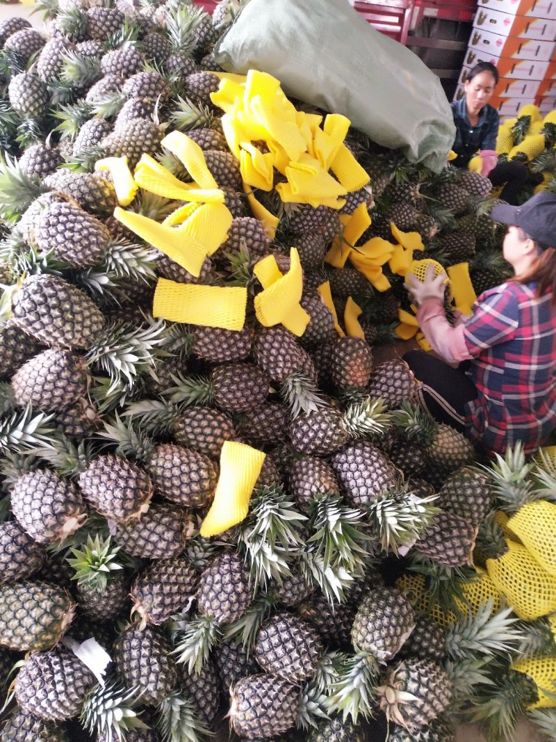 云南景洪凤梨，原生态香甜可口