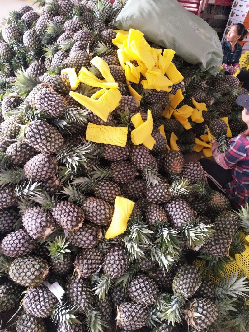 云南景洪凤梨，原生态香甜可口