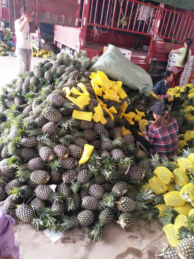 云南景洪凤梨，原生态香甜可口