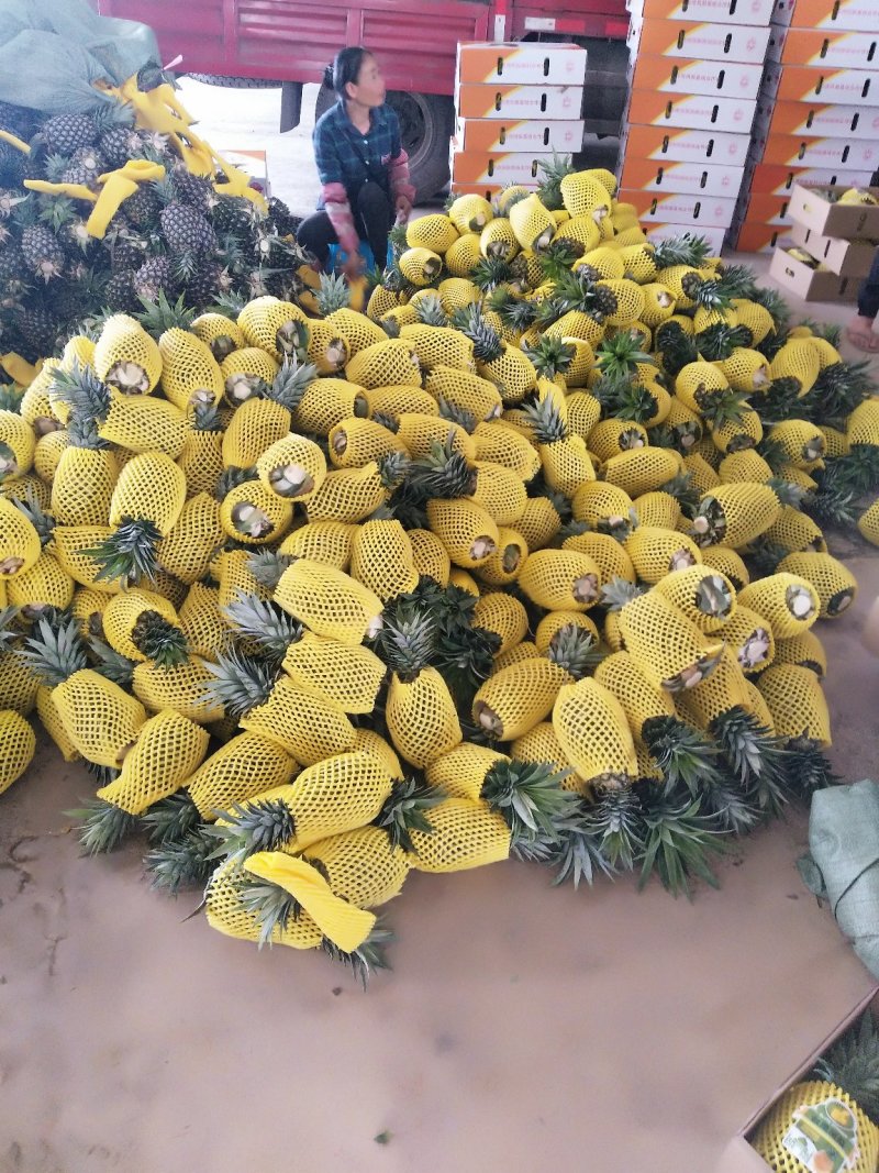 云南景洪凤梨，原生态香甜可口