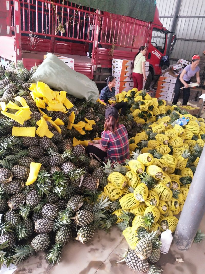 云南景洪凤梨，原生态香甜可口
