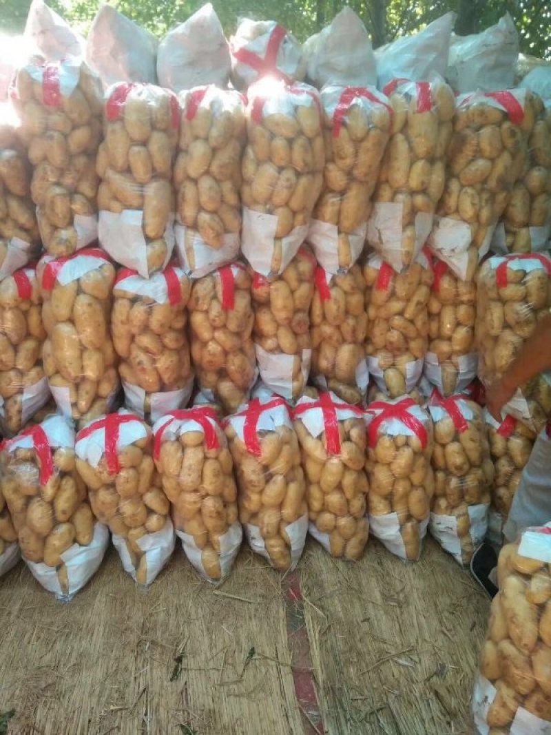 优质沃土，土豆，大量上市，全国发货，保证质量。